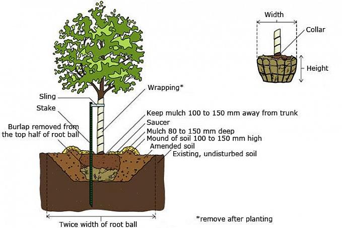 Des alternatives courantes aux plantes en boule