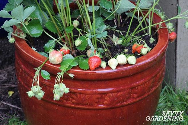 Vous êtes prêt à commencer à planter votre pot de fraises