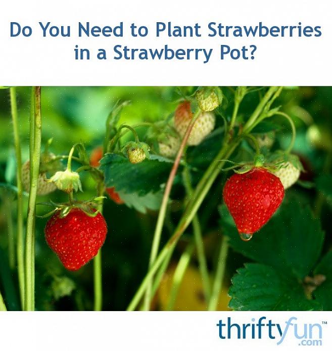Ajoutez quelques plantes au sommet du pot de fraises