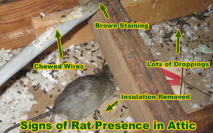Assurez-vous d'utiliser un plus grand piège étiqueté pour le contrôle des rats