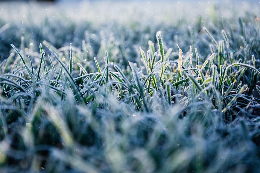La mort hivernale fait référence à tout dommage grave ou mort subis par les pelouses en gazon pendant