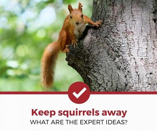 Il existe de nombreuses plantes que les écureuils trouvent désagréables ou même toxiques pour les écureuils