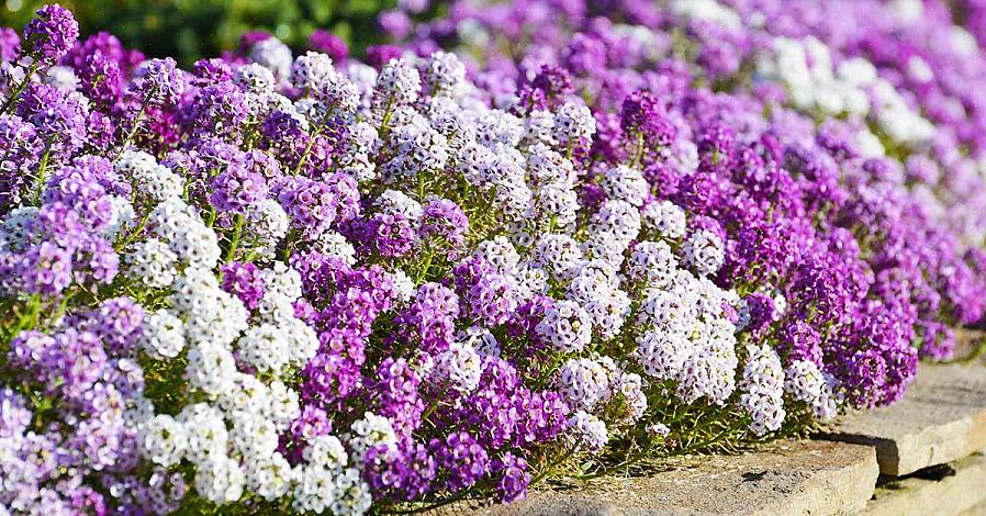 Les fleurs douces d'alyssum sont parmi les plantes les plus populaires vendues dans les jardineries d'Europe