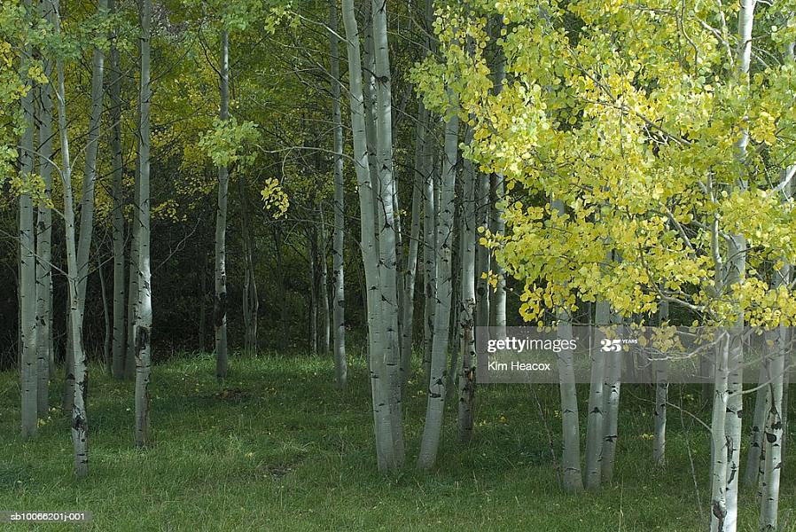 Et aussi communément appelés «trembles tremblants») ont un feuillage d'automne jaune doré