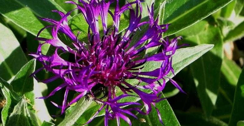 La taxonomie des plantes classe ce type de bouton de célibataire vivace comme Centaurea montana «Amethyst