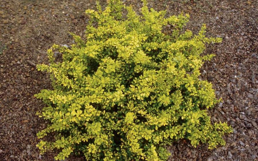 L'épine-vinette commune sont des plantes envahissantes en Europe du Nord
