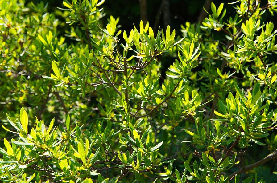 Est un nom commun pour le buisson que la taxonomie des plantes appelle Myrica pensylvanica