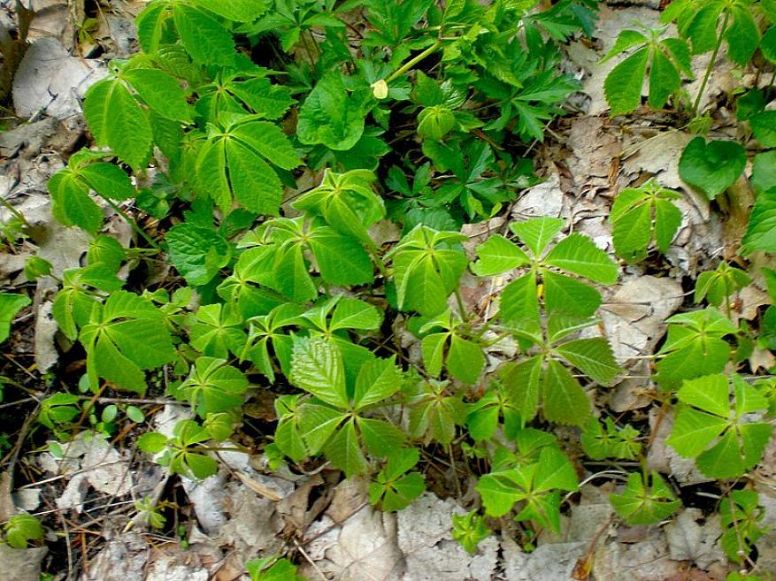 Le couvre-sol du Bunchberry est une plante des bois qui pousse à l'ombre de la forêt