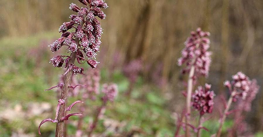 Vous devrez peut-être également tuer des limaces pour prendre soin des plants de pétasites communs