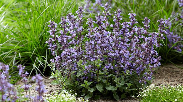 Plantes Catmint '6 Hills Giant'