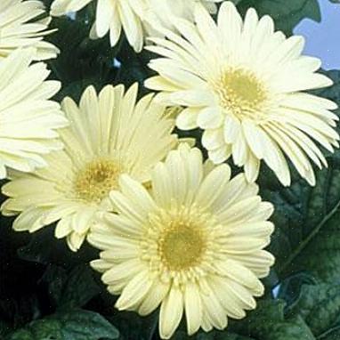 Les fleurs de Gerbera sont cultivées comme plantes vivaces dans les zones de plantation 9 à 11