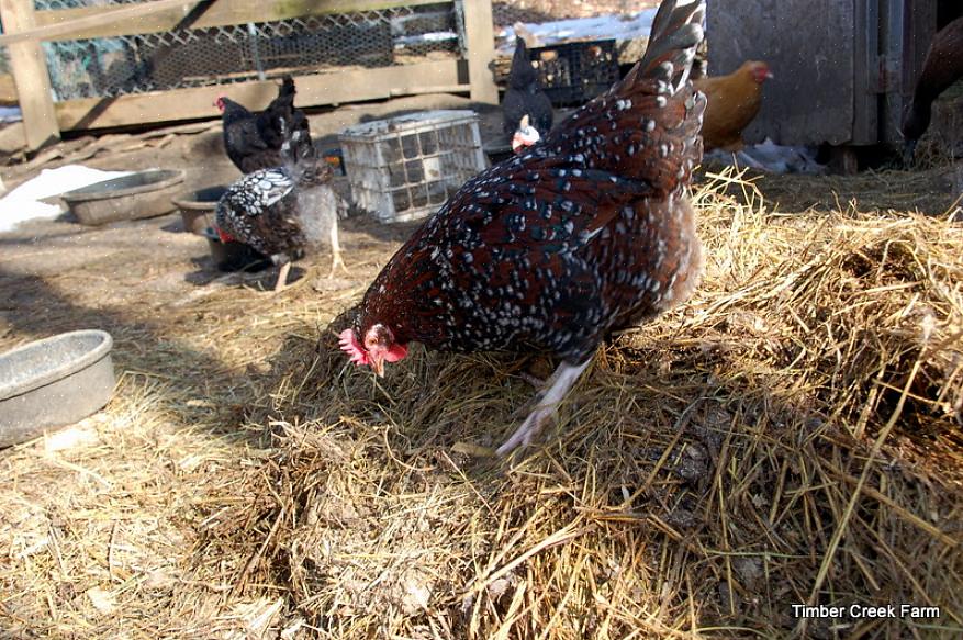 La méthode de la litière profonde est une méthode durable de gestion de la litière de poulet