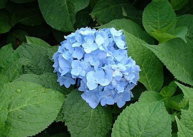 Macrophylla 'Nikko Blue' atteint au maximum 4 à 6 mètres de hauteur