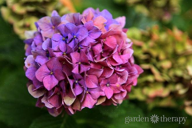 L'hortensia Rhapsody Blue appartient au groupe classé comme hortensias en pleine floraison