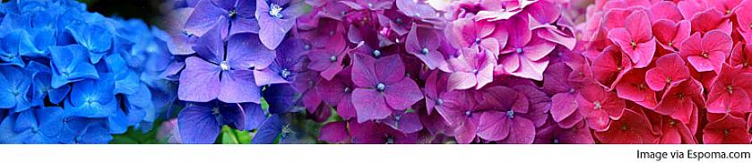 La couleur des fleurs est variable pour l'hortensia bleu Rhapsody