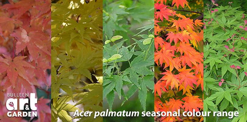 'Coonara pygmy' (Acer palmatum 'Coonara Pygmy')