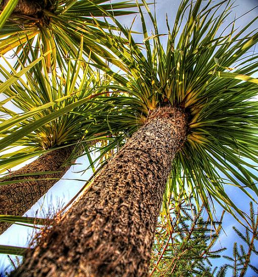 Même les espèces de palmiers résistantes au froid décrites ici peuvent avoir des problèmes lorsque