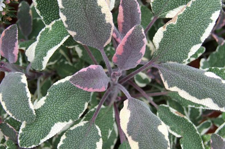 La taxonomie des plantes classe les plantes de sauge tricolore dans la catégorie Salvia officinalis