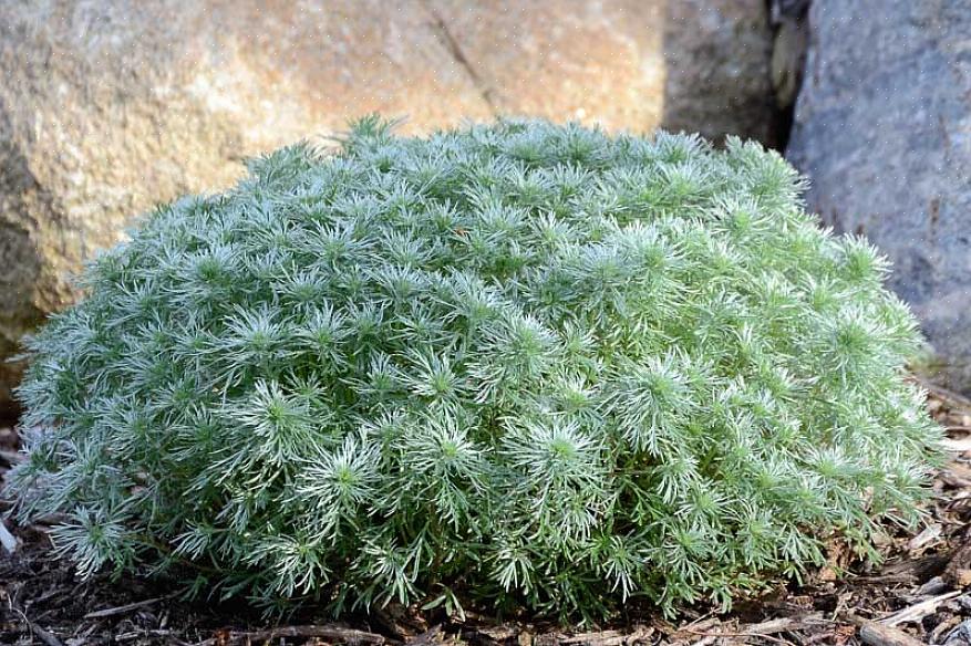 Silvermound Artemisia est scientifiquement appelée Artemisia schmidtiana dans la taxonomie des plantes