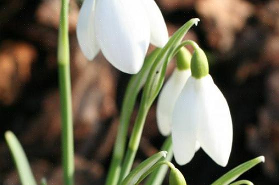 Les perce-neige (Galanthus nivalis) sont l'une des premières fleurs printanières à fleurir