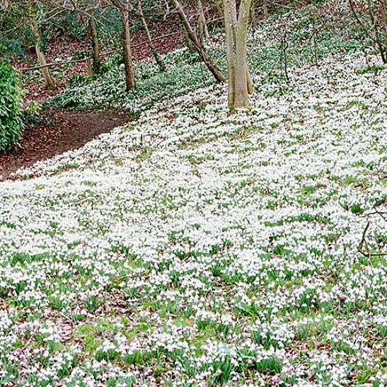 La taxonomie des plantes classe les perce-neige communs comme Galanthus nivalis