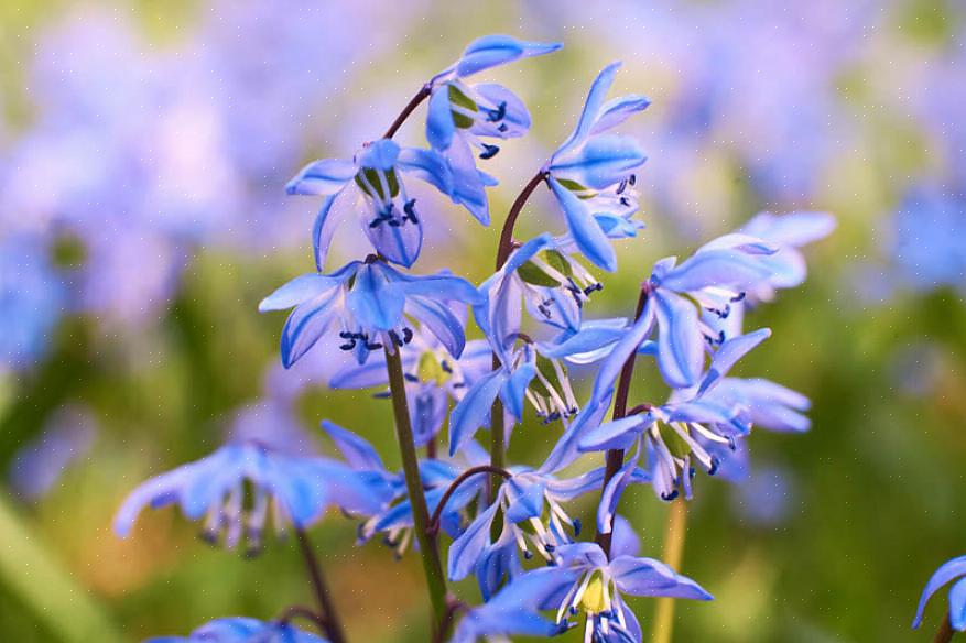 Vos plantes squill sibériennes ne seront pas là après les premiers mois frais du printemps