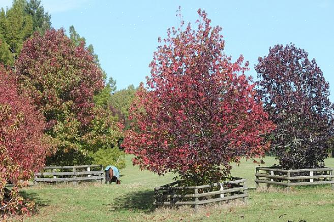 Le sweetgum européen est un arbre à feuilles caduques prisé pour ses feuilles en forme d'étoile