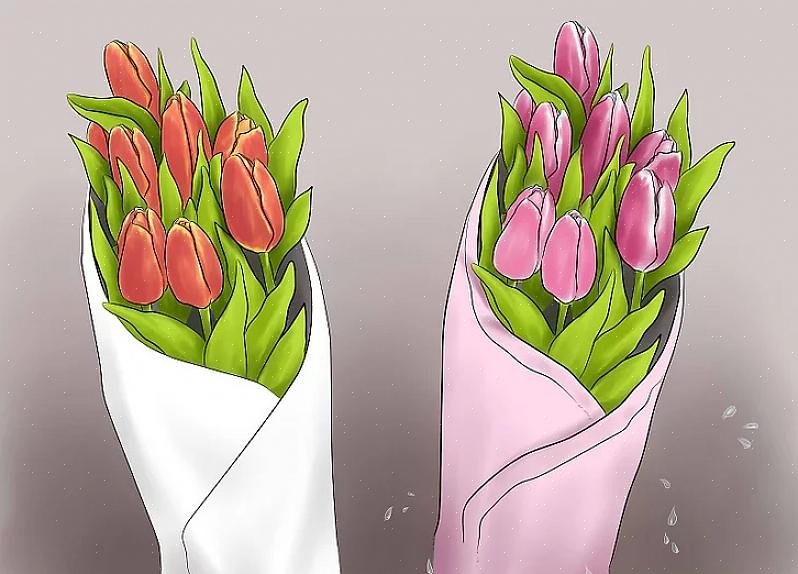 Les bulbes de tulipes