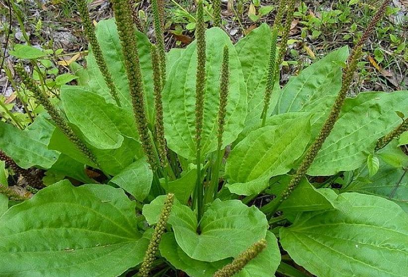 Le plantain est une plante à croissance basse qui a souvent de larges feuilles vertes moyennes qui poussent