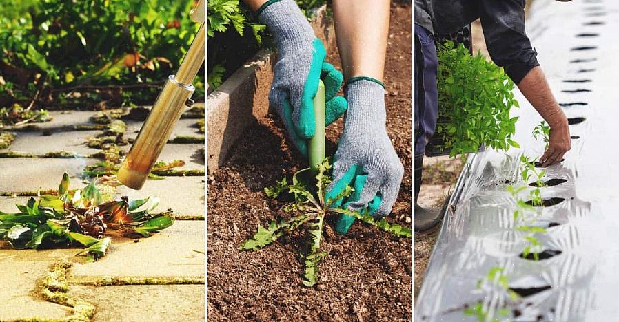 La lutte biologique contre les mauvaises herbes ne consiste pas tant à traiter les mauvaises herbes qu'à