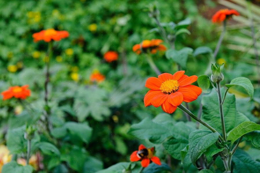 Regardons maintenant les meilleurs arbustes à fleurs rouges ou oranges adaptées aux climats chauds