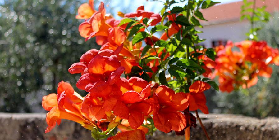 Cette plante vaut la peine d'être cultivée pour ses fleurs d'un rouge profond