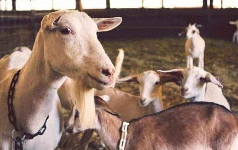 Beaucoup de gens dans le secteur des chèvres disent que l'élevage de reproducteurs est la forme