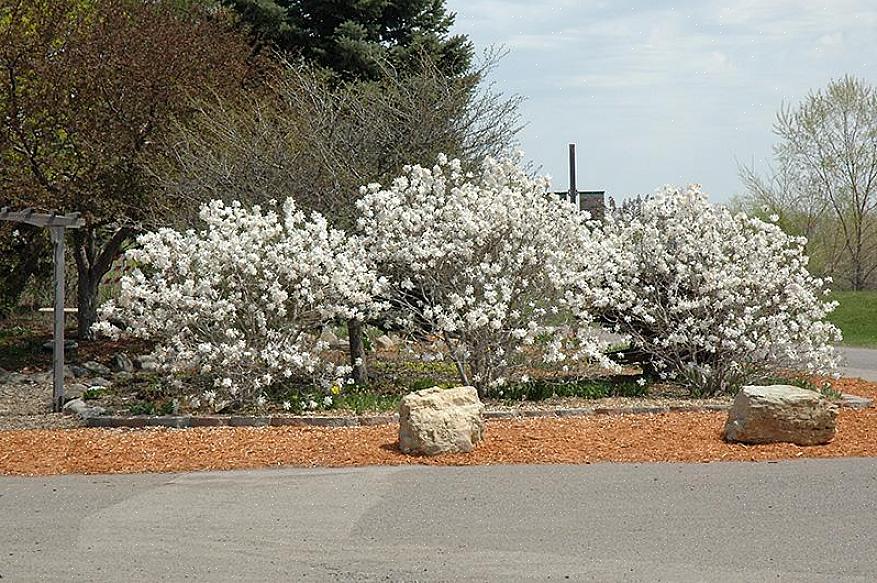Le magnolia étoilé a un port arrondi