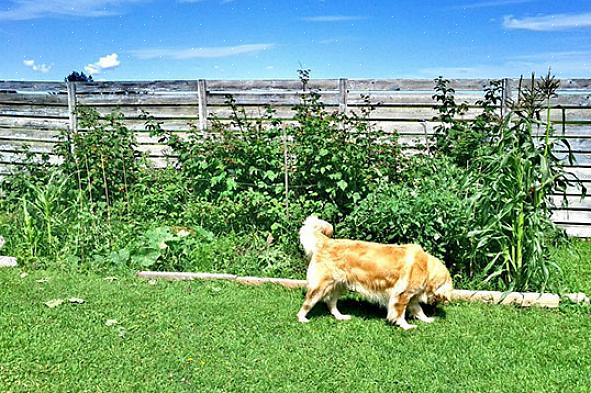 Empêcher les chiens d'autres personnes d'entrer dans votre jardin peut signifier soit construire une clôture