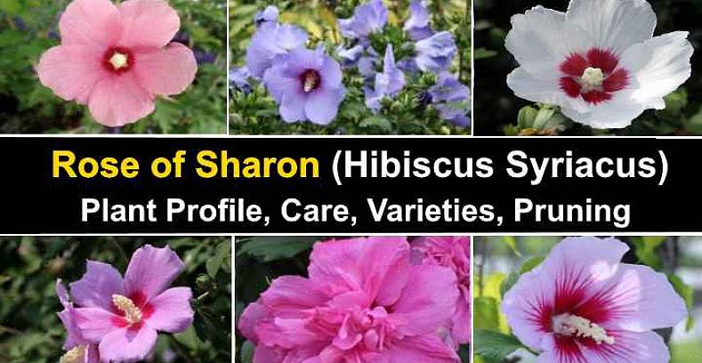 Rose of Sharon est l'une de vos options pour un buisson à fleurs blanches