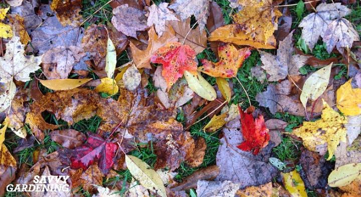 Les feuilles d'automne