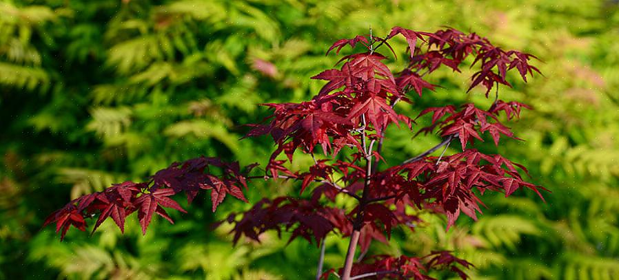 Pour éviter d'avoir des feuilles brunes sur vos érables japonais