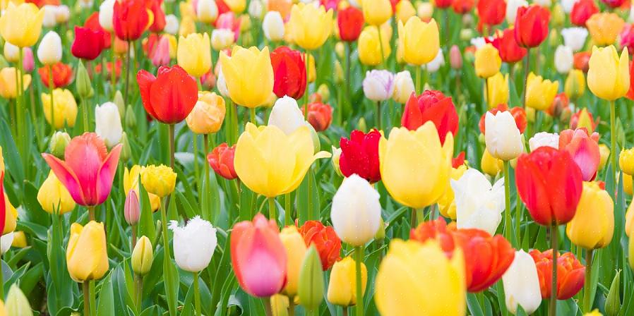 La façon dont vous utilisez la couleur dans un jardin peut influencer vos humeurs lorsque vous regardez