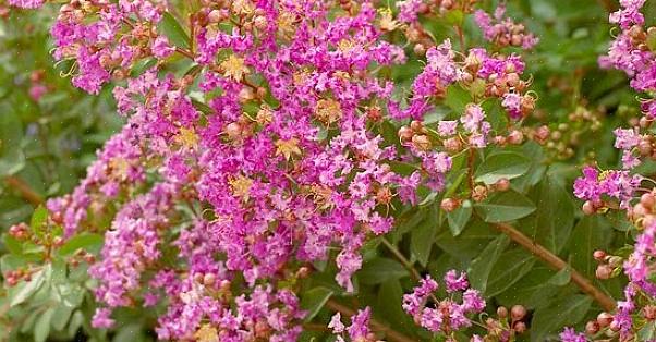 Il existe un Pink Walloper similaire pour ceux qui recherchent des arbustes à fleurs roses