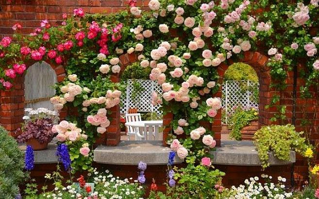 Une rose posée contre un mur donne l'impression d'un arbre en espalier