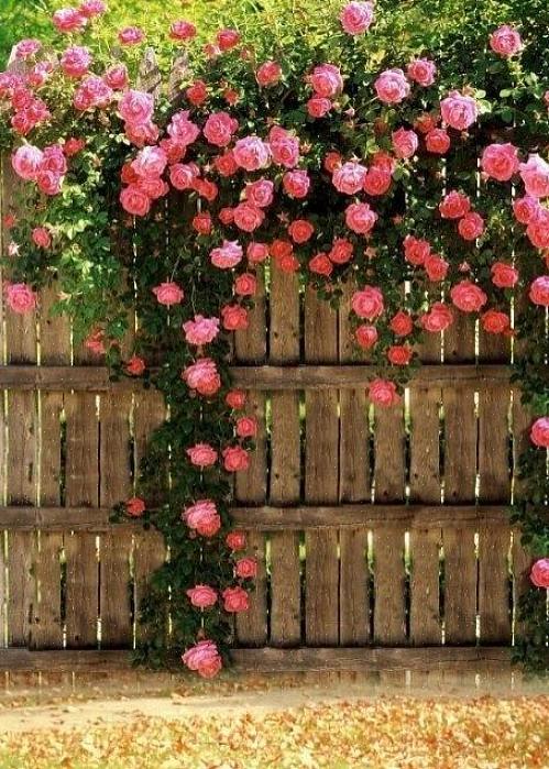 L'abri de jardin n'est pas toujours l'élément le plus ornemental du paysage