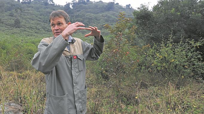 La «meilleure» façon de se débarrasser d'une plante envahissante dépendra en partie de vos préférences