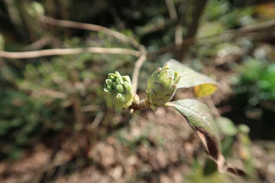 Les bourgeons de magnolia peuvent pourrir pendant de longues périodes de temps