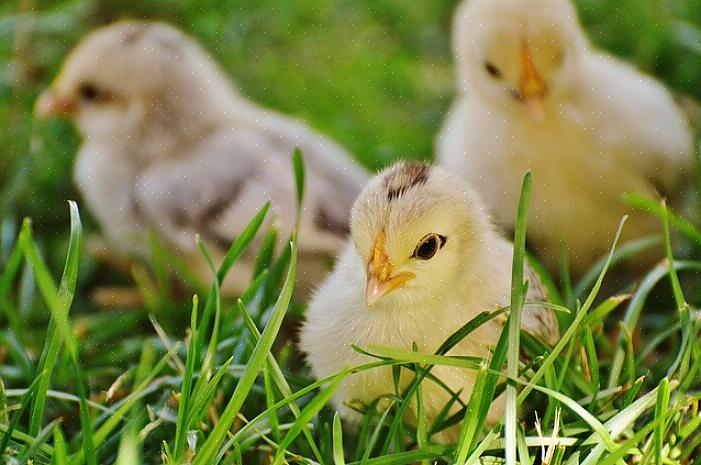 Ideal Poultry est une écloserie familiale située à Cameron
