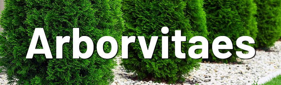 Le meilleur moment pour la taille des arbustes arborvitae