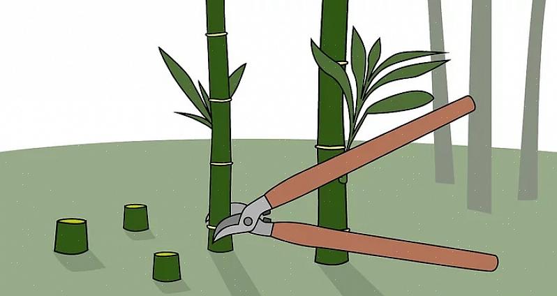 Si la plaque de bambou couverte envoie des rhizomes au-delà des bâches