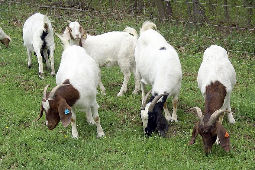 Vous saurez que les chèvres ont besoin de connaissances pour bien les nourrir