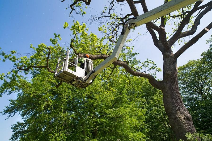 Les services d'arbres qui retirent les branches situées directement sur les fils téléphoniques menant