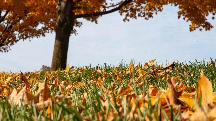 Semblable au paillage des feuilles dans la pelouse à l'automne